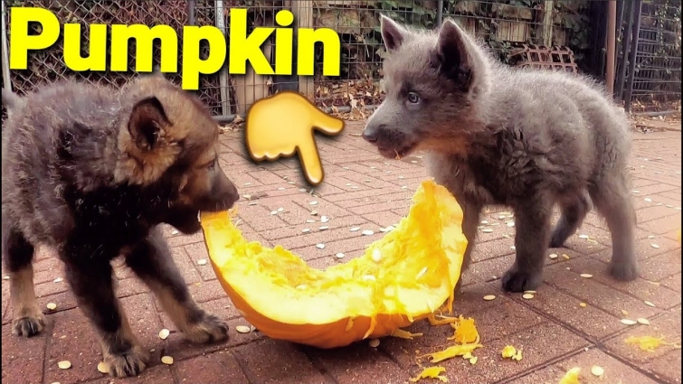 Puppies First Time Eating Pumpkin – How I Do It