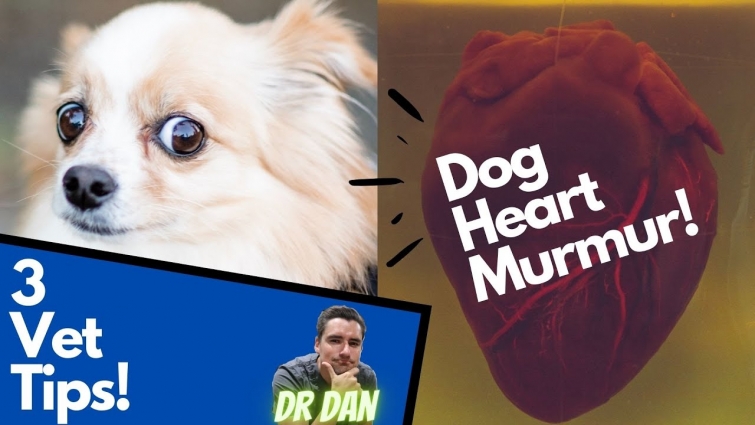 Dog Heart Murmur!  3 Vet Tips