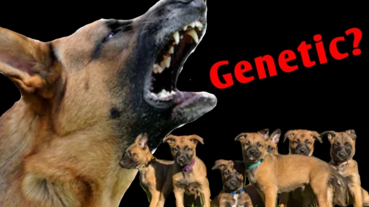 "Is Dog Aggression Genetic?" – Answered by Science