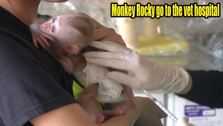 Take baby monkey Rocky to vet hospital for health care – MONKEY ROSI