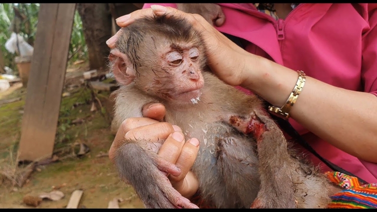 Rescue A Poor Baby Monkey, wounded baby, Abandoned By The Owner | Rescue Monkey Story