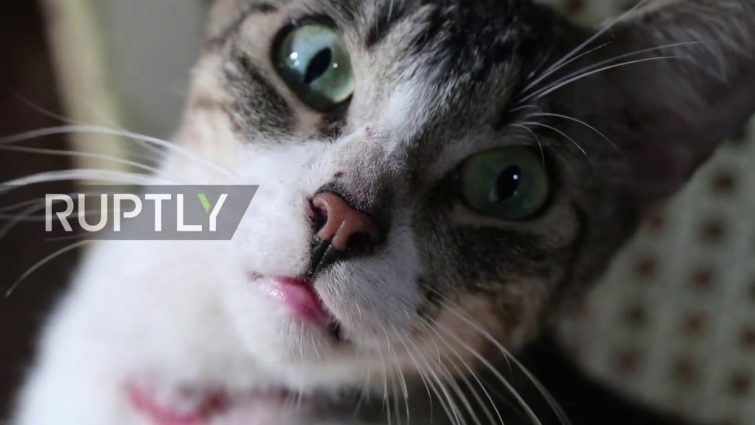 Salvadoran cat lovers save hundreds of abandoned cats by turning their home into a shelter