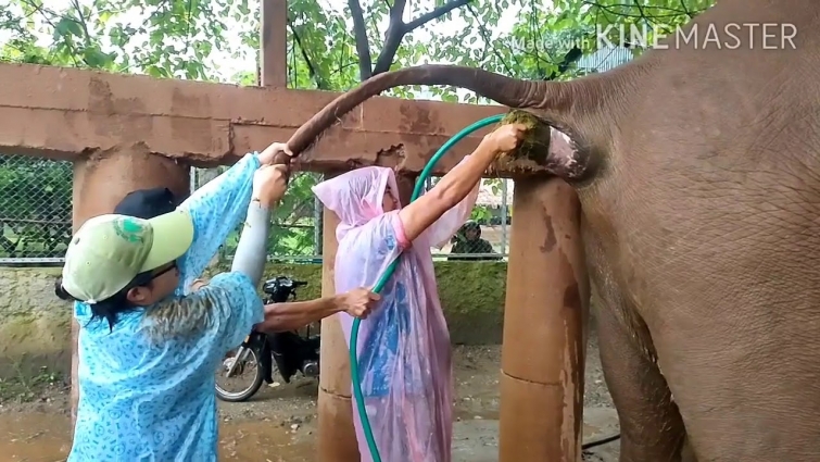 The dedication of Elephant doctor