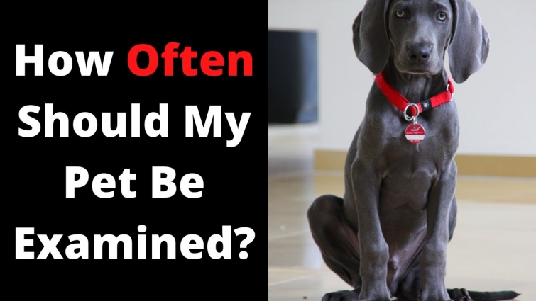 How Often Should My Pet Be Examined