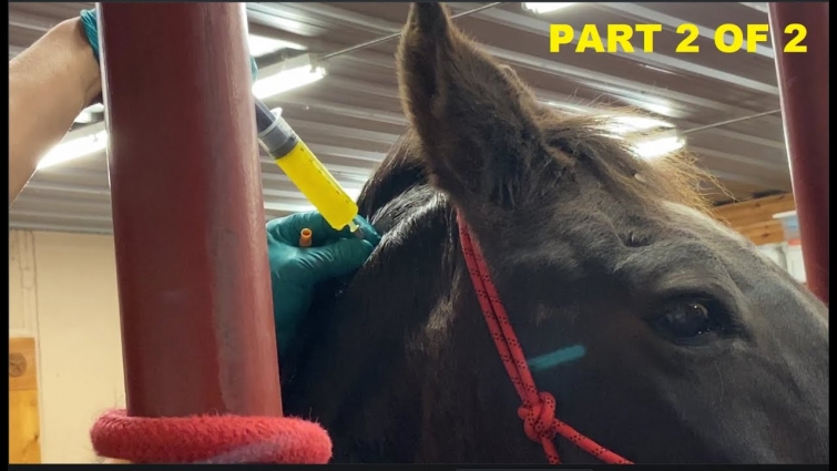 Horse Medical Procedure – Mr. T Vet Visit For Neck Bursa Sack Drainage – Part 2 of 2