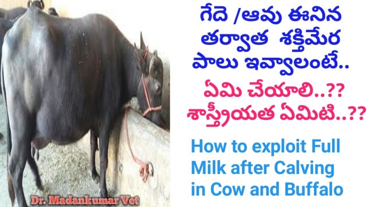 How to Exploit the Full Milk in Buffalo or Cow after Calving? in Telugu  | Dr. Madankumar Vet