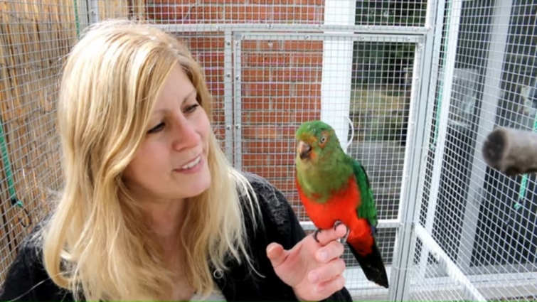 This happened to Kingsley | What you should know if you own a Parrot #Loveofpets