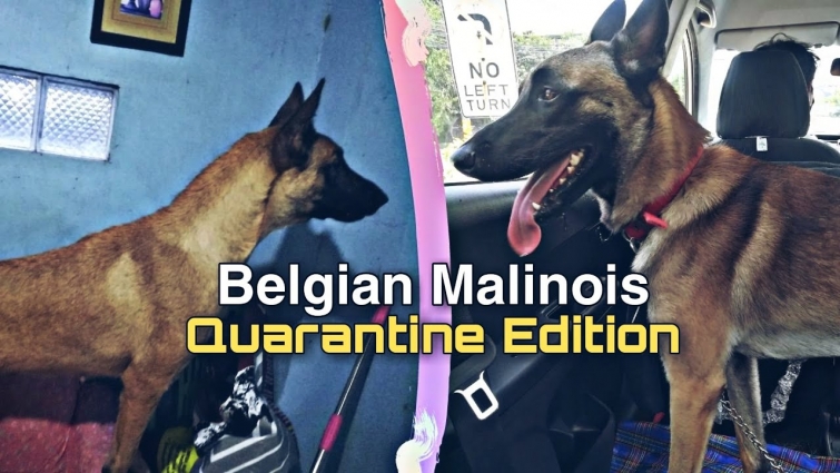 Belgian Malinois during Quarantine | Home to Vet | Doremifa TV