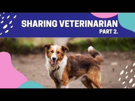 SHARING Veterinarian (Dokter Hewan) @Zoom | [PART 2]