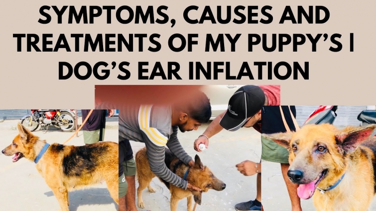 Symptoms, Causes and Treatments of my Puppy’s | Dog’s Ear Inflation without Going to THE VET?