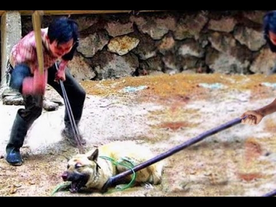 Abսsеd  mother dog ran from its heartless owner! We found it underground! RESCUED