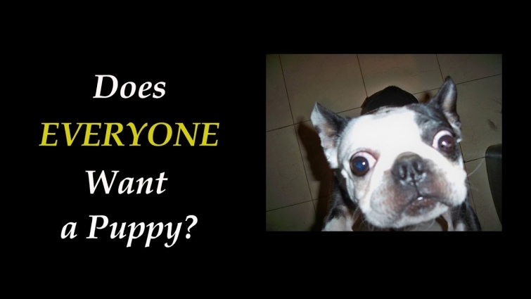 To Puppy or Not to Puppy – Part 2 – Does EVERYONE Want a Puppy?