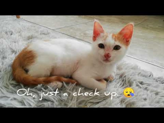 My First Vet Visit! 😻 Cute cat video