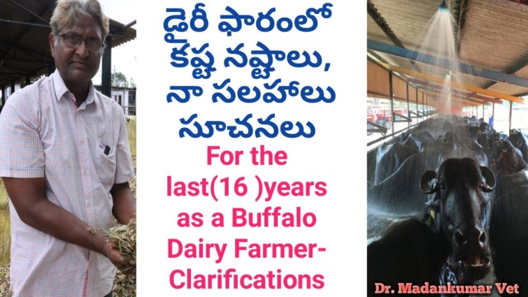 Successful Buffalo Dairy Farming in Telugu | Clarifications by Balaram Rao | Dr. Madankumar Vet