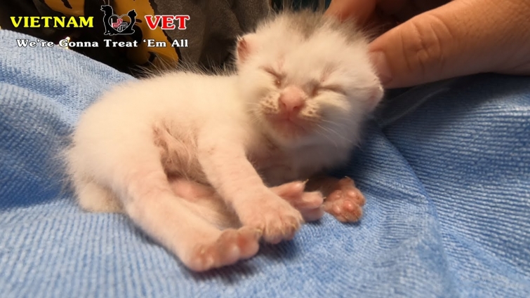 Cutest baby kitten think VET is their mom – Little kitten sleeping