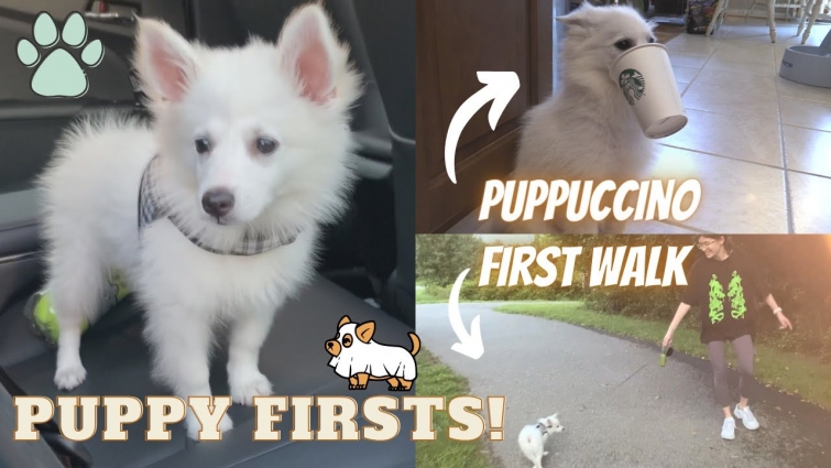 PUPPY FIRSTS! First Puppuccino, Vet Visit, Walk, Outside Playtime [American Eskimo Puppy]