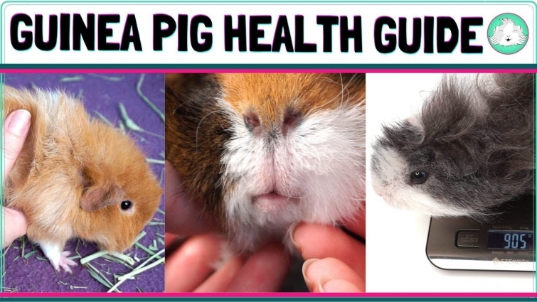 Complete Guinea Pig Health Check 2020!