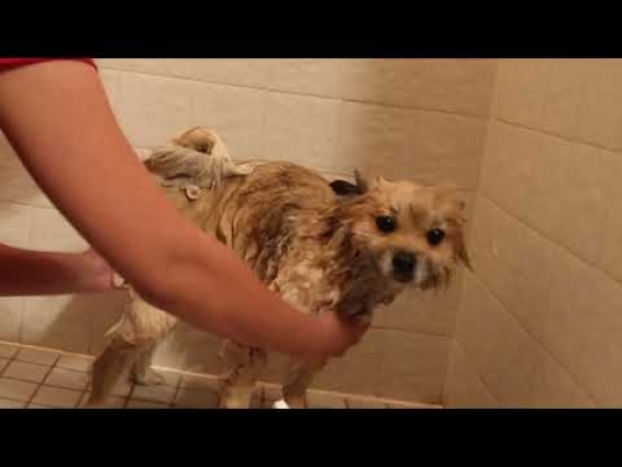 HOW TO GIVE POMERANIAN DOG A BATH