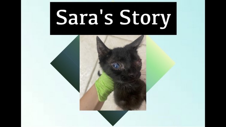 Sara's Story