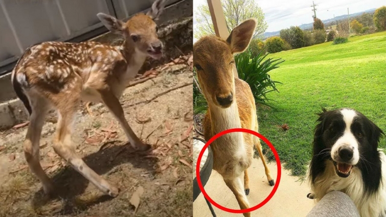 This Rescued Baby Deer Has Three Legs, But These Dogs Treat Her Like One Of The Pack