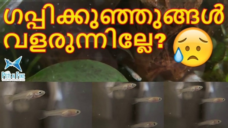 ഗപ്പിക്കുഞ്ഞുങ്ങൾ വളരുന്നില്ലേ? | വളർച്ച നിർണ്ണയിക്കുന്ന 12 ഘടകങ്ങൾ || Guppy Fry Slow Growth Reasons