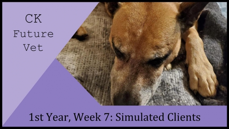 1st Year, Week 7: Simulated Clients – CK Future Vet