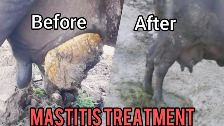 Mastitis Treatment | Mastitis Treatment Veterinary | Pak Animal Feed And Treatment #PakAnimalFeed