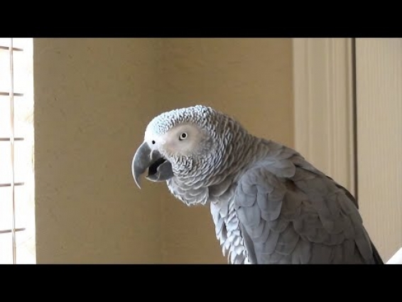 Talking parrot sees people walking outside, calls them squirrels