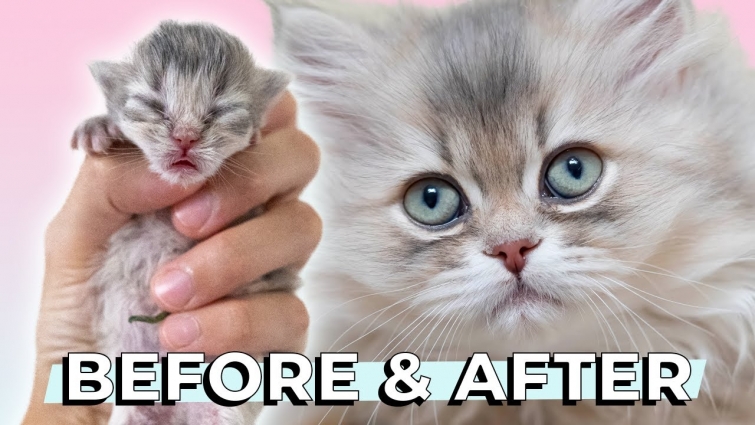 BABY KITTEN AVAYLYN 🌸 GROWS UP! 0-8 Weeks Old BEFORE & AFTER | British Longhair Blue Golden Shaded