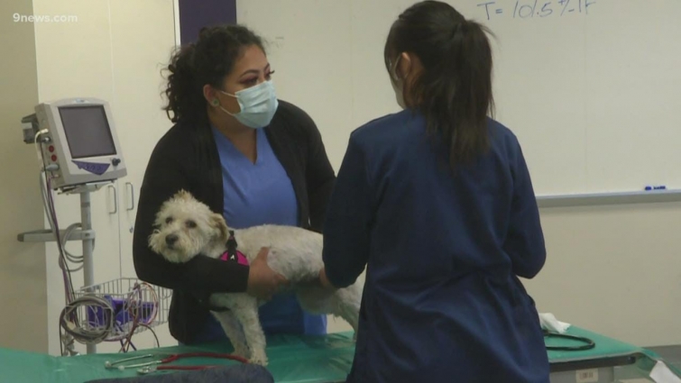 Community College of Denver launches nation's first vet tech apprenticeship program