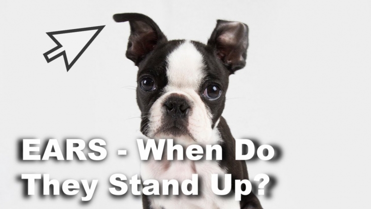 WHEN Will Your Boston Terriers' Ears Stand Up? Ears 101