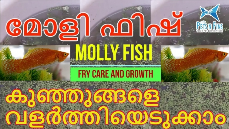 മോളി ഫിഷ് കുഞ്ഞുങ്ങളെ എങ്ങിനെ വളർത്തിയെടുക്കാം? | How to care molly fish fry? Growth stages of molly