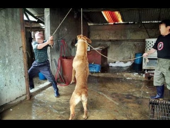 Crսel man tied the dog and gave it electricity! Tоrtսred for hours, the dog was rescued!