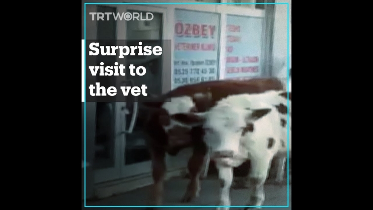 Two calves visit their vet