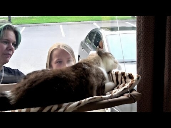 Stella the rescued cat has a special visitor every day