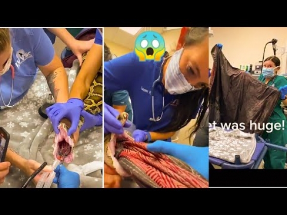 Snake Swallows Blanket | Vets Pull Out Big Blanket Out Of A 13-foot Burmese Python That Swallowed It