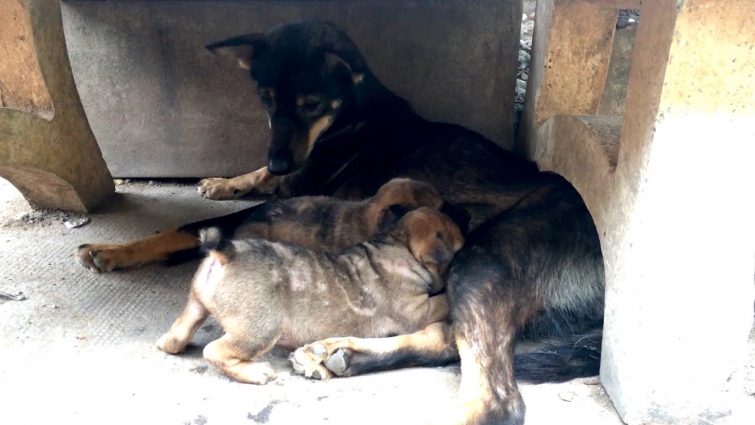 Puppies Live With Their Skinny Mother Under The Chair-Full of fleas