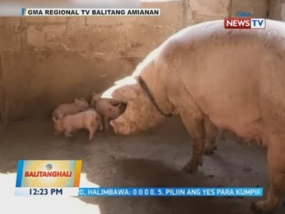 BT: Provincial veterinarian office, inirerekomenda na ilagay sa state of calamity ang…