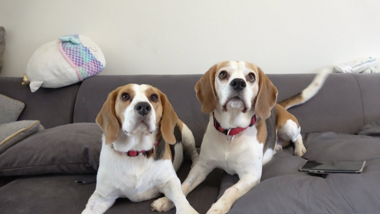 Worried Dog Welcomes His Beagle Sister After She came Back From Vet