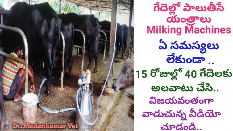 Use of Milking Machines Successfully in Buffaloes in Telugu | Dr. Madankumar Vet