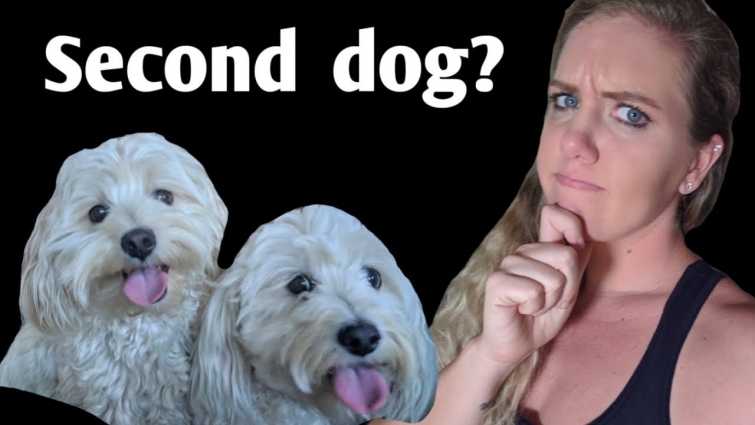 “Should I get a SECOND dog to keep my dog company?” (Dog Trainer Answers)