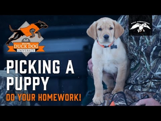 How to Pick a Retriever Puppy | Duck Dog University – Episode 1