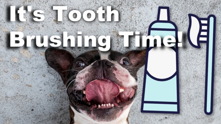 How To Brush Your Boston Terriers Teeth – Super Simple