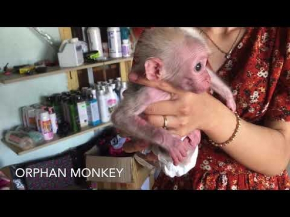 Vet helps tiny Snow Monkey cure her problem