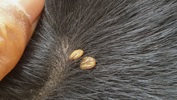 So Many Big Ticks are Removing From This Black Dog – Help Remove Ticks From Dog Video