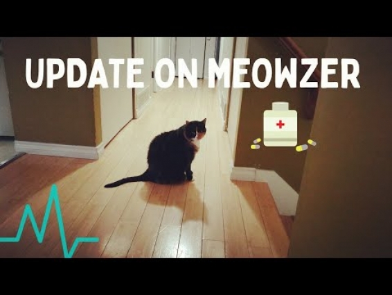 Medical Update On Meowzer  ||  Cat Health