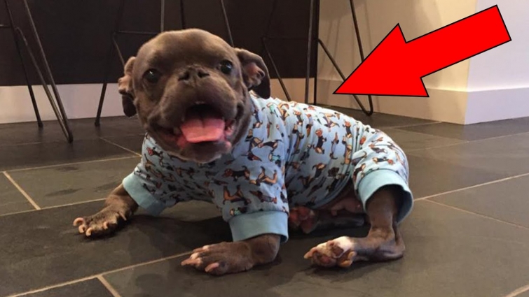 Vets Gave This Pit Bull With Dwarfism Just Three Years To Live – But She Never Stopped Fighting