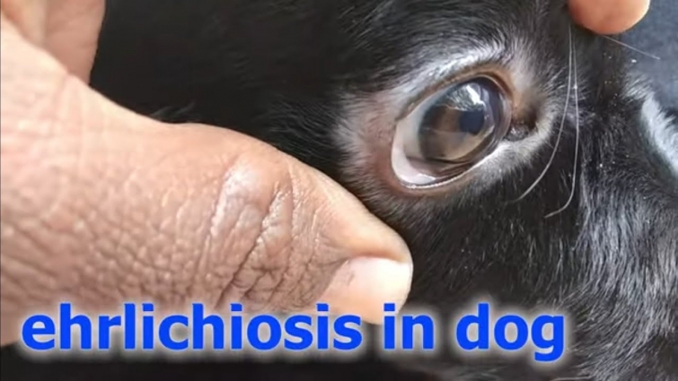 ehrlichiosis in dog how vet treated/canine hemorragic fever/canine typus/rickettsiosis/pancytopenia