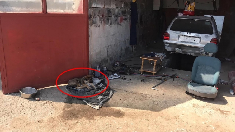 Poor Stray Puppy Hit By Car Lying on the Street Serious Leg Fracture, Parvo Disease | Touching Story