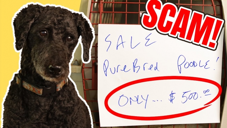 WARNING: Dog Scammers